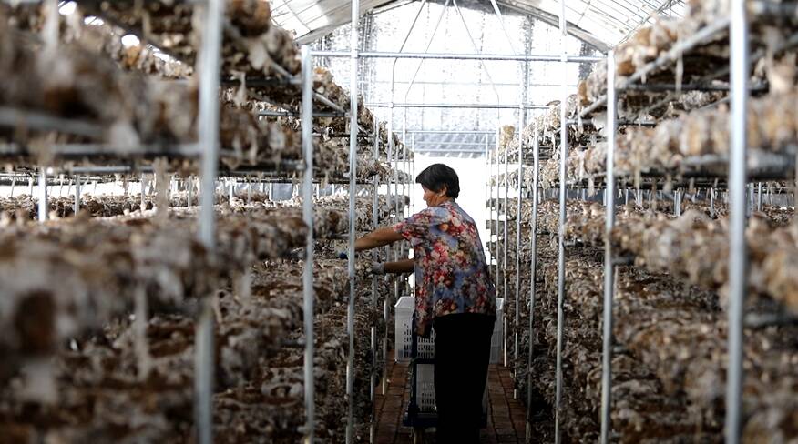 小蘑菇带动大产业 邹城钓鱼台村产业发展换“新颜”