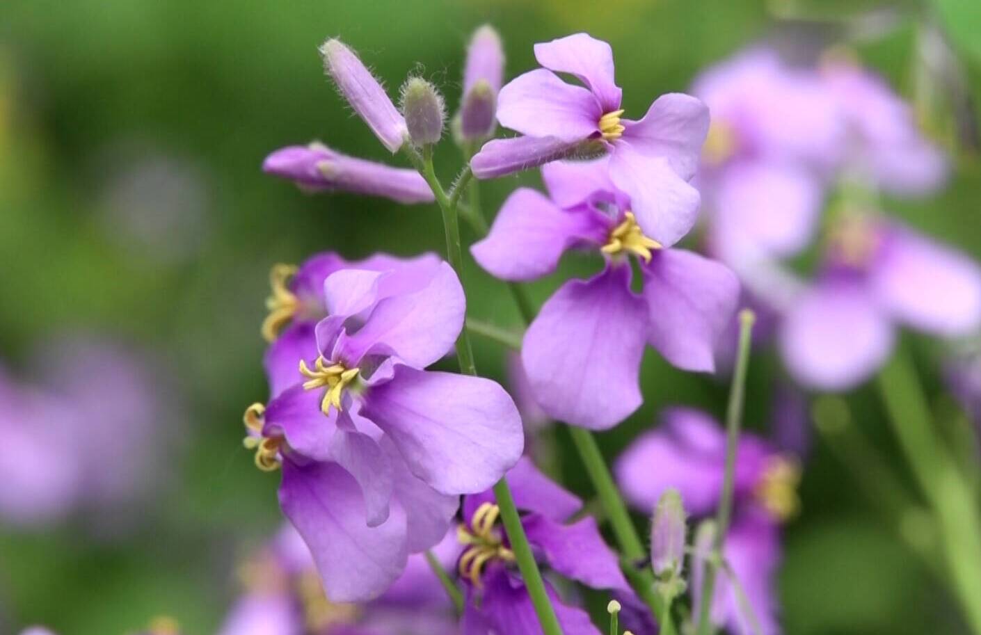 诗画山东丨德州：二月兰盛放 点缀一抹紫色在春天的调色盘