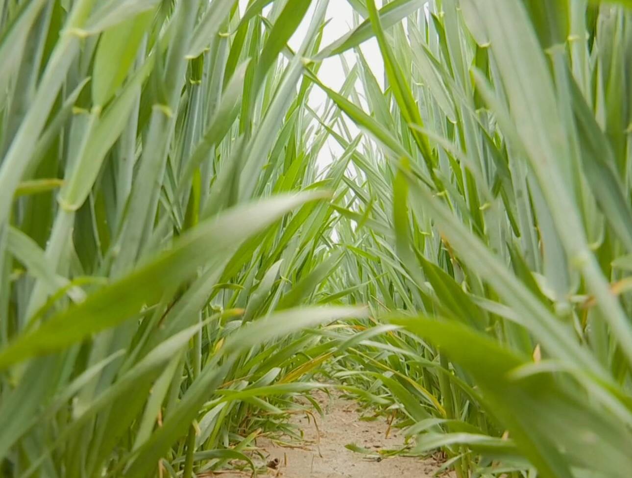 临邑：农技专家田间指导 为小麦条锈病防控“诊断开方”