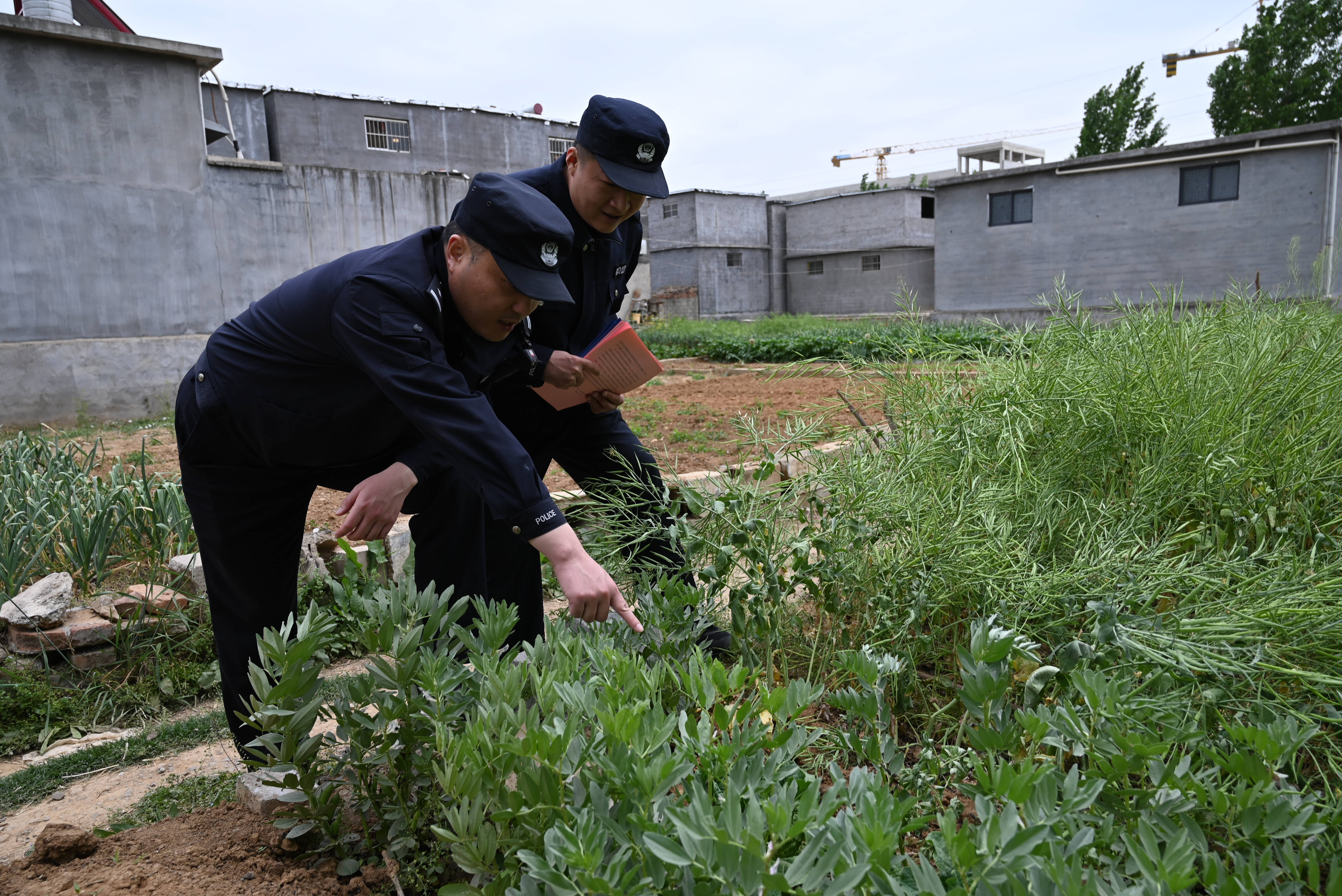 枣庄高新警方无人机“空中巡查” 让罂粟无处遁形
