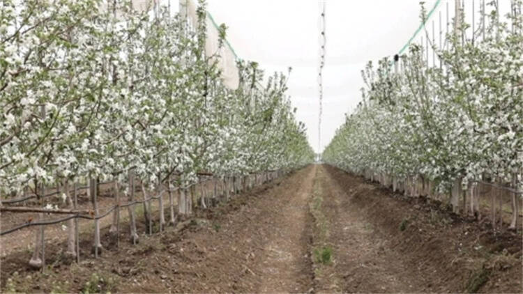 广饶：“水肥一体化” 灌溉助力果树增产增收