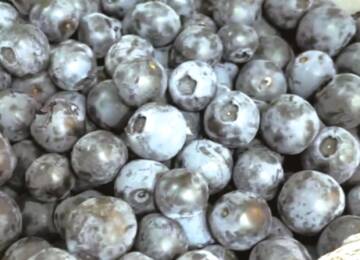 国产蓝莓大量上市