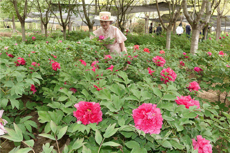 千亩牡丹盛放第五届青岛国际牡丹产业园牡丹芍药赏花季启幕