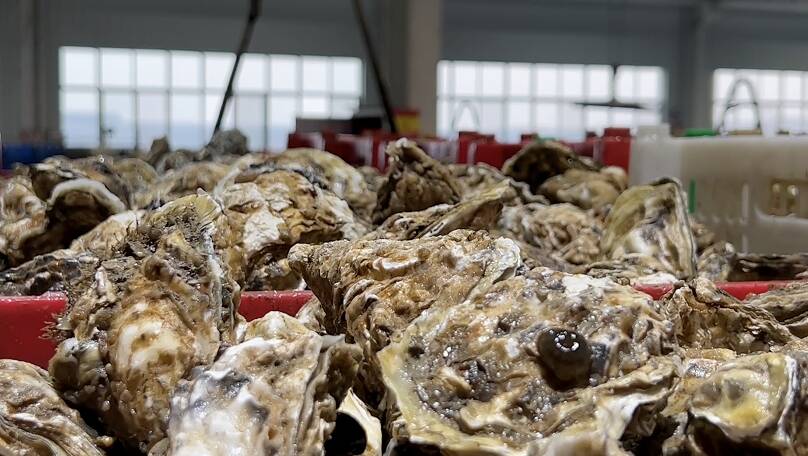 走黄渤海文化体验廊道主题采访｜畅销15个国家和地区 乳山牡蛎产业带动年均增收近12亿元