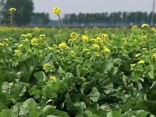 三百畝白菜成“花海” 菜農損失近百萬