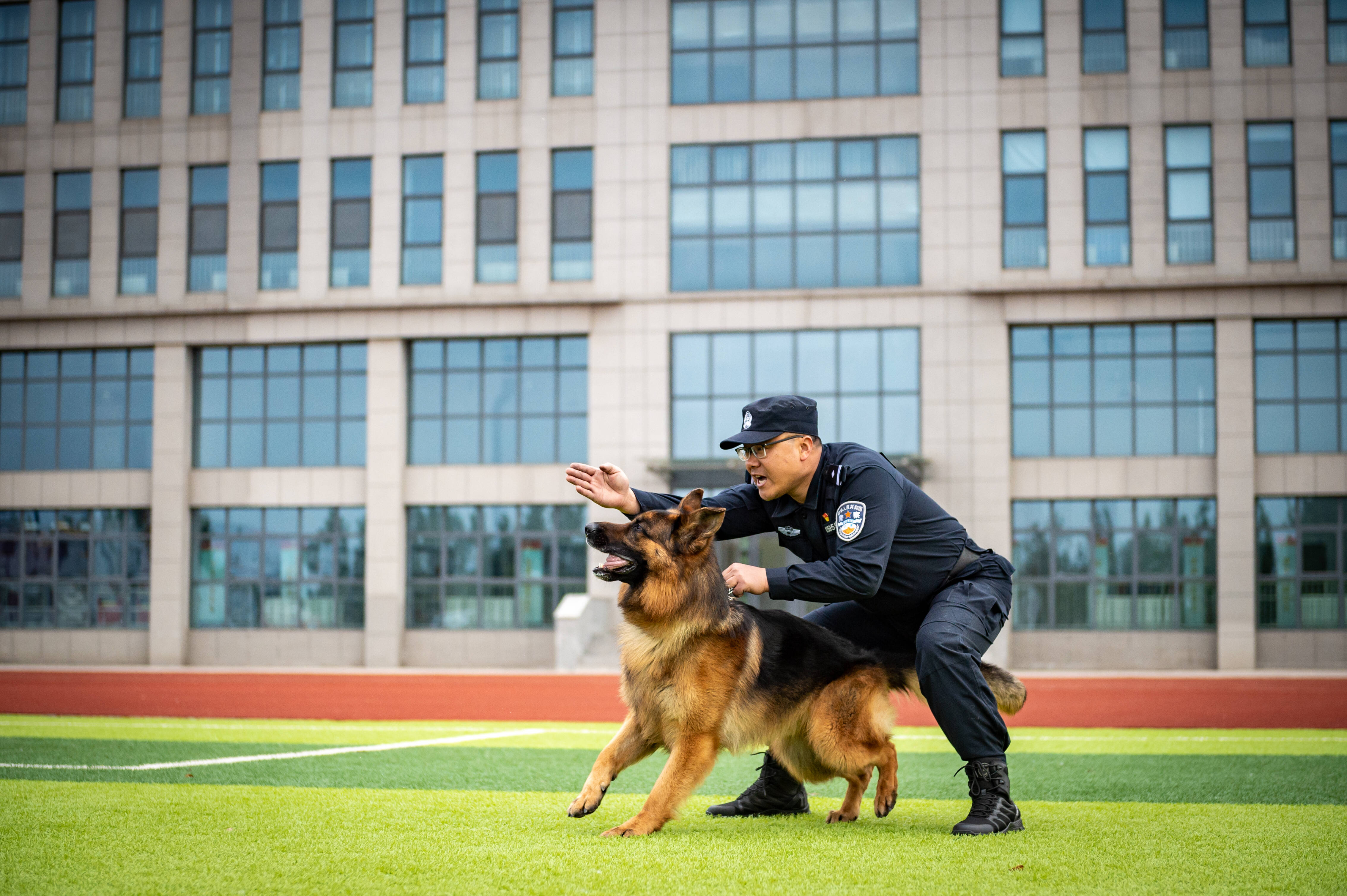 警犬出击！枣庄市公安局警犬训练基地开展警犬实战训练