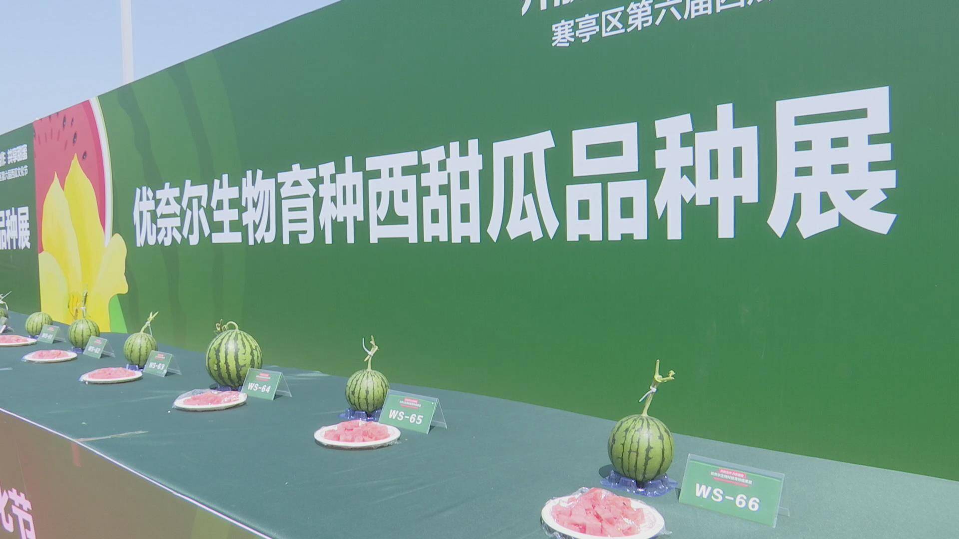 200个西瓜新品种集中亮相 潍坊市寒亭区第六届西瓜文化节开幕