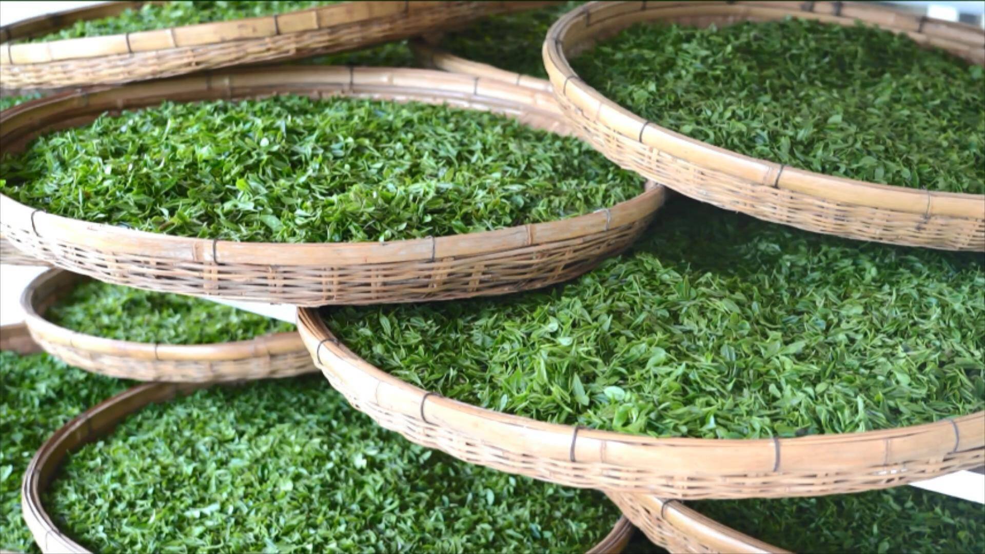 问政回头看｜“泰山茶”如何实现规模化标准化？泰安：让泰山茶成为绿色茶 生态茶 放心茶