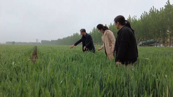 潍坊市坊子区农技专家麦田“问诊” 春雨过后谨防病虫害
