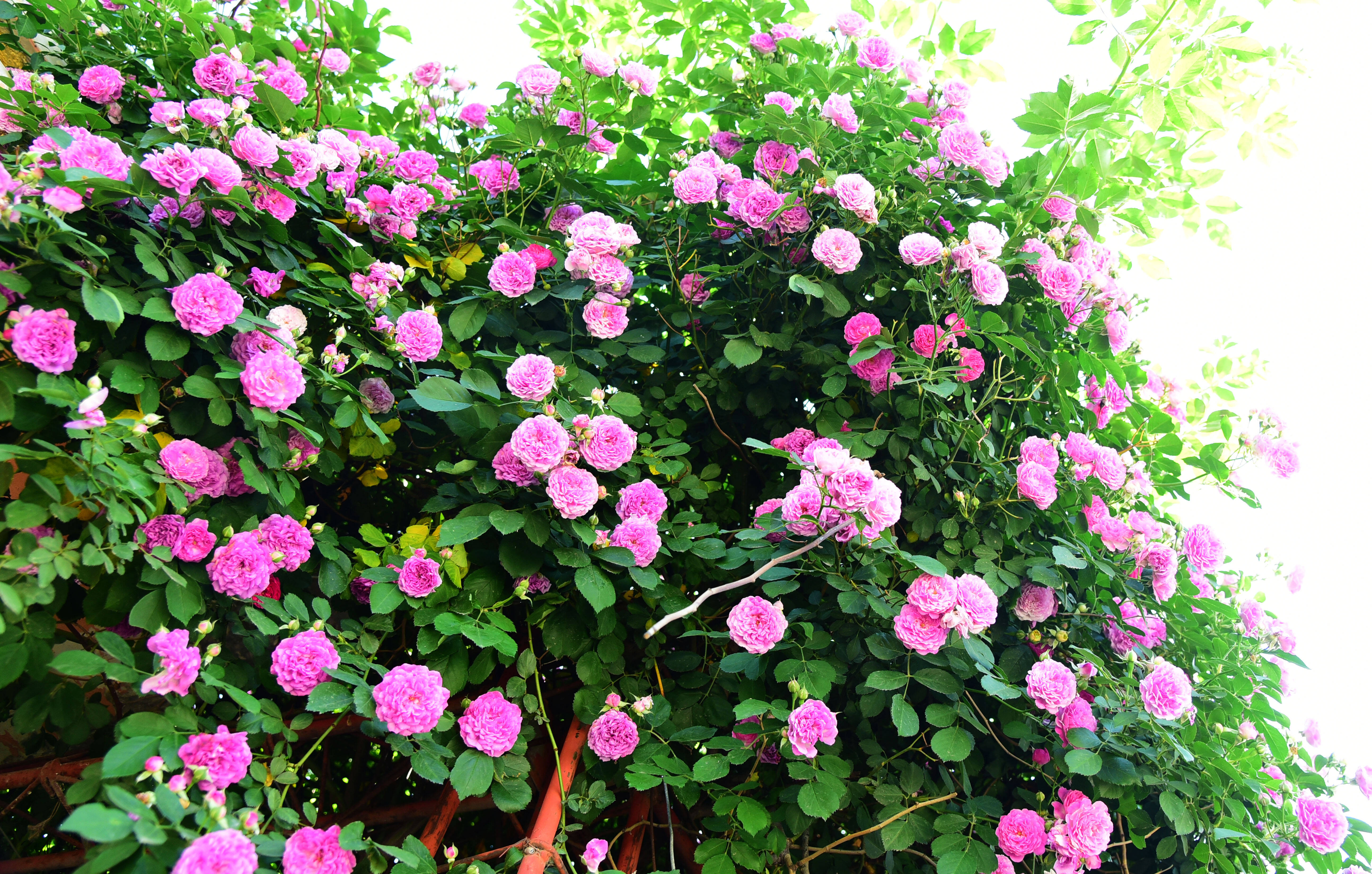 藏不住了！枣庄山亭农家“蔷薇墙”自成风景