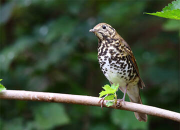泰山野生鸟类记录已达370种