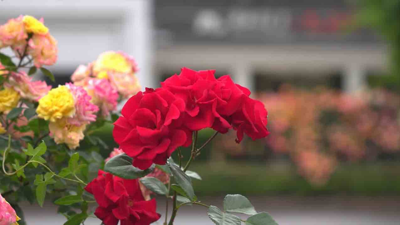 月季、芍药、金钱菊、锦带、蔷薇…五月的曲阜不要太浪漫哦！