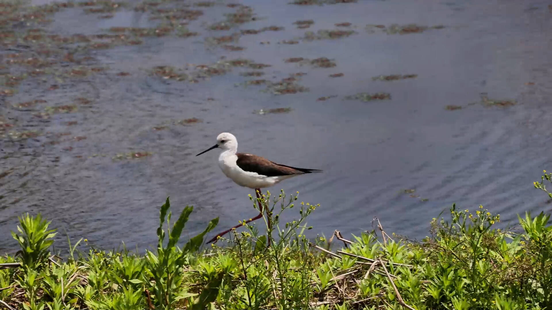 静谧和谐！枣庄山亭湿地公园内飞鸟翔集构成一幅生态画卷
