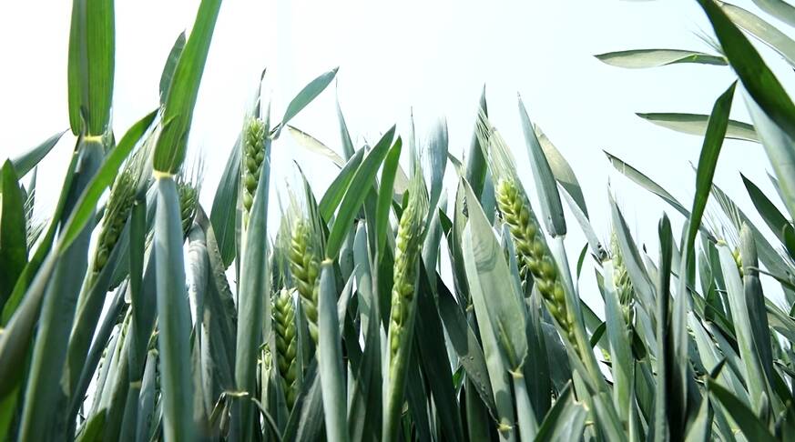 汶上：农技人员把“麦”问诊 保障夏粮稳产丰收