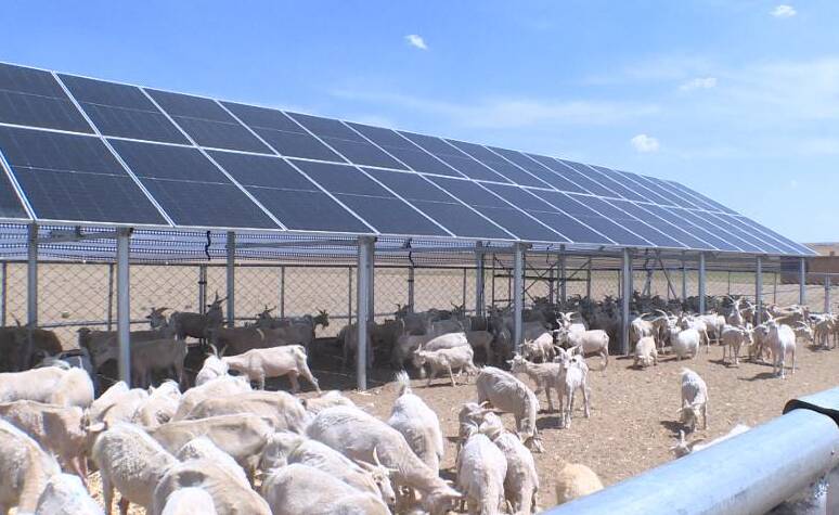 棚下养殖 棚上发电 利津县打造羊棚上的“牧光经济”