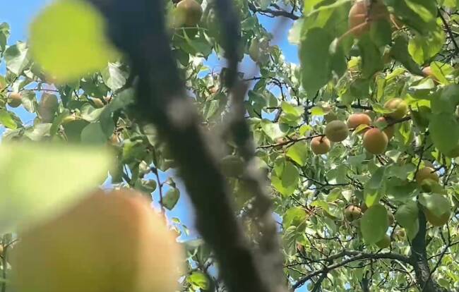 枣庄南方植物园杏缀枝头 初夏盛景万物可爱