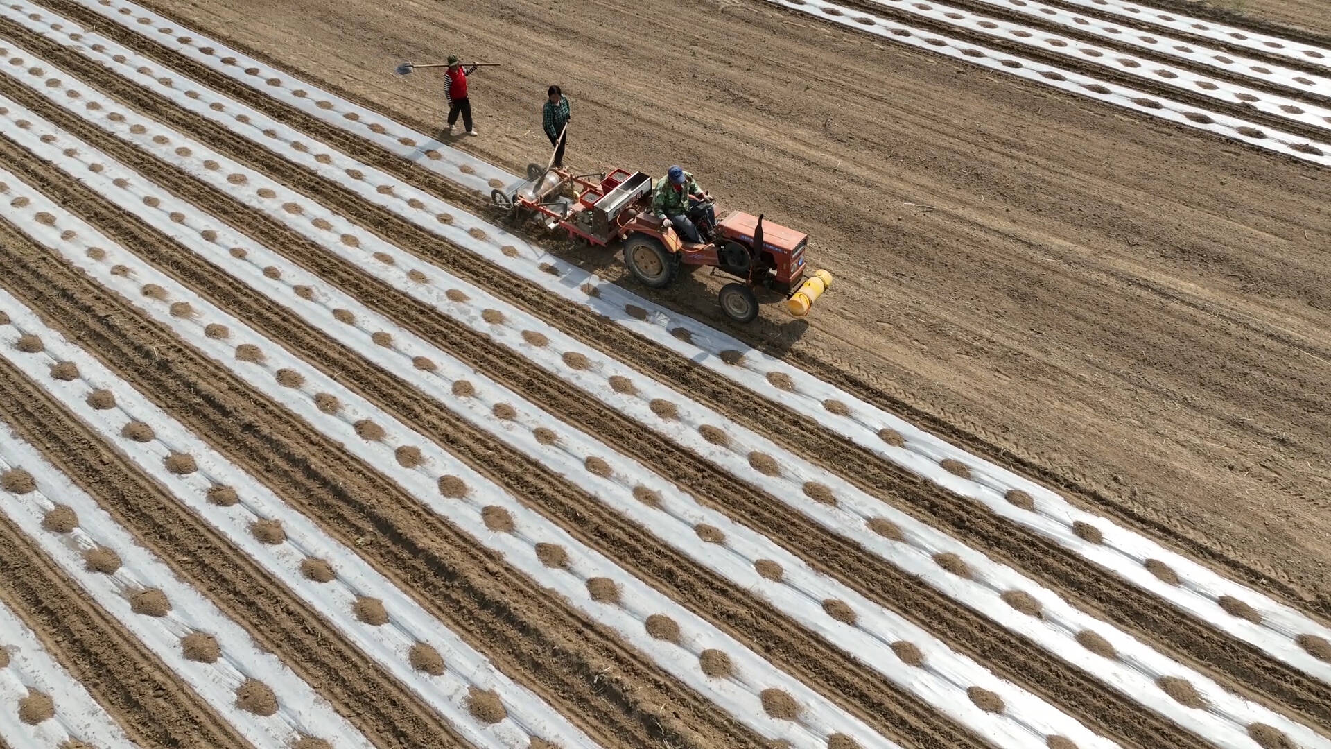 农业环保 武城县2万亩棉花用上全生物降解地膜