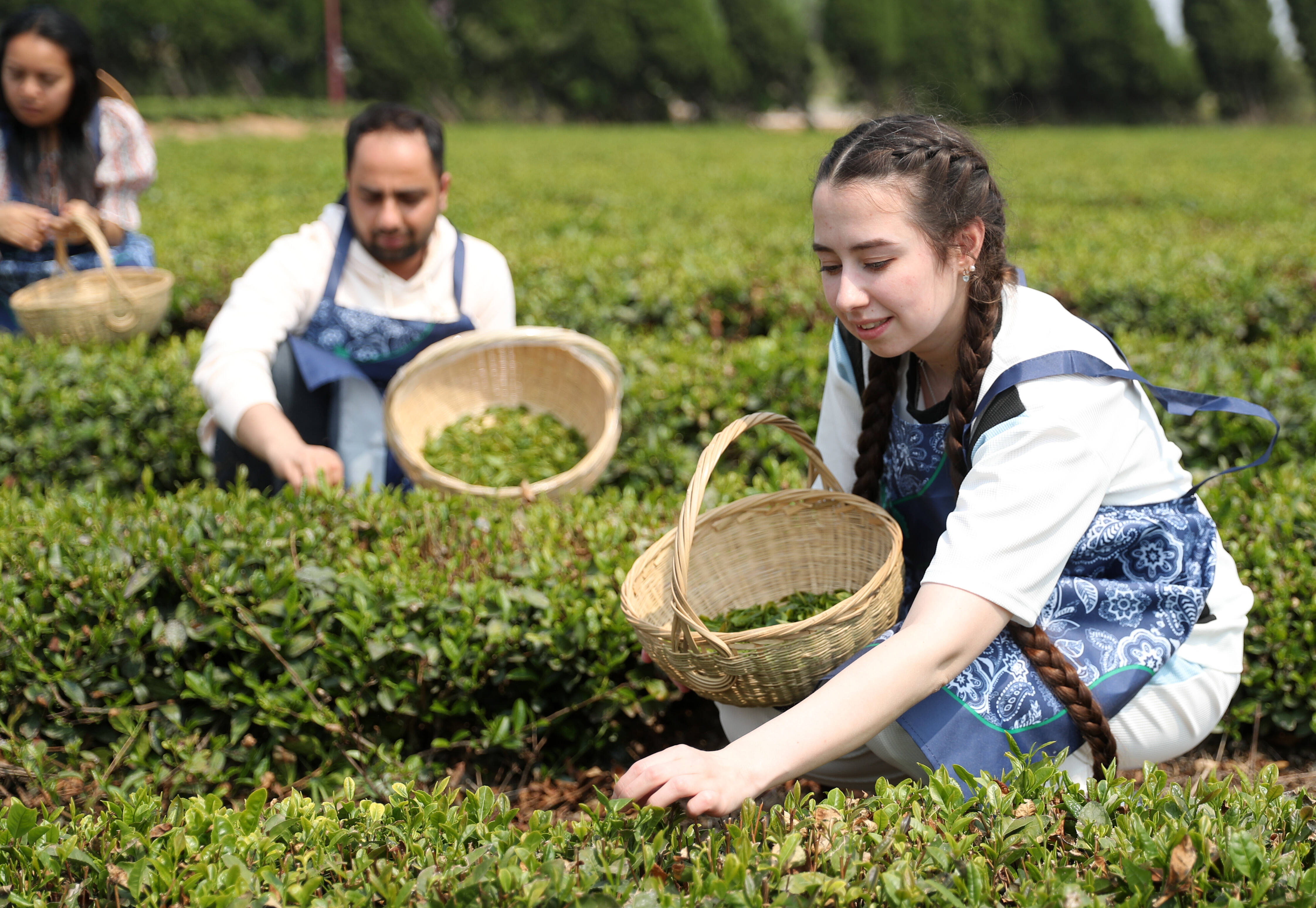 11国留学生青岛学习采茶 体验中国传统茶文化