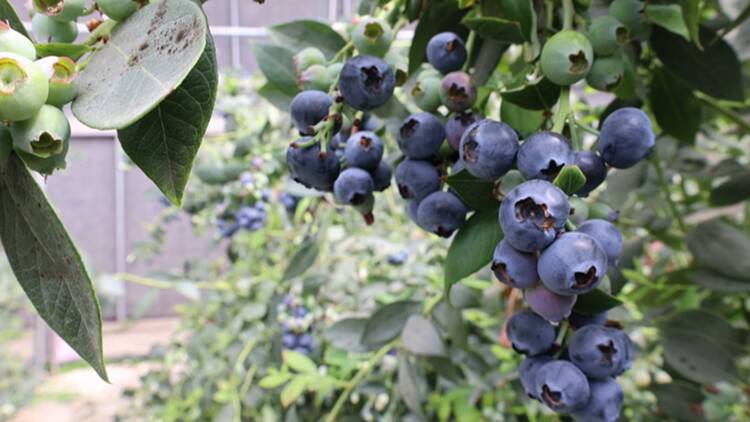 滨州：借助优势强化配套 “南果北种”蓝莓飘香