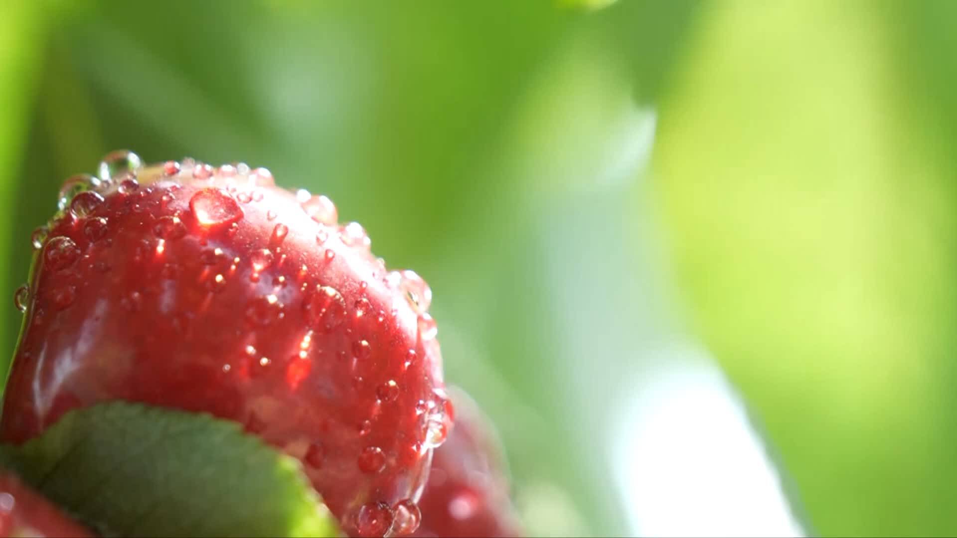 海阳印象丨软糯的网纹瓜、酸甜的大樱桃、多汁的红富士 海阳水果等你来尝