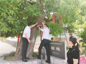 淄博市87株500岁以上一级古树获发“身份证”