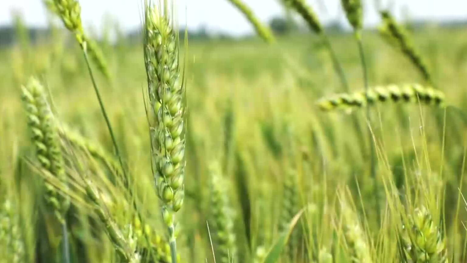 枣庄台儿庄麦浪翻黄  41.11万亩夏粮丰收在望