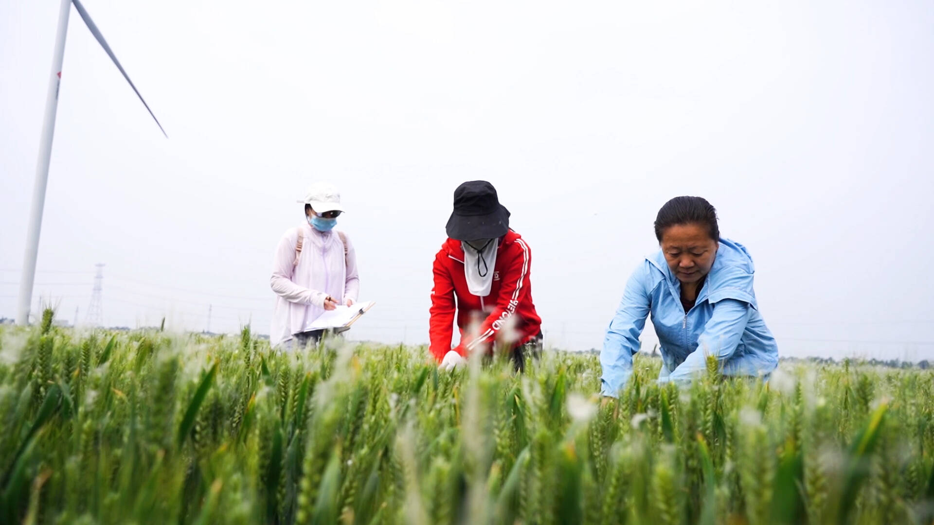 武城：正值小满时节 小麦测产迎丰收