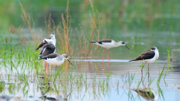 桓台县马踏湖生物多样性保护成效显著