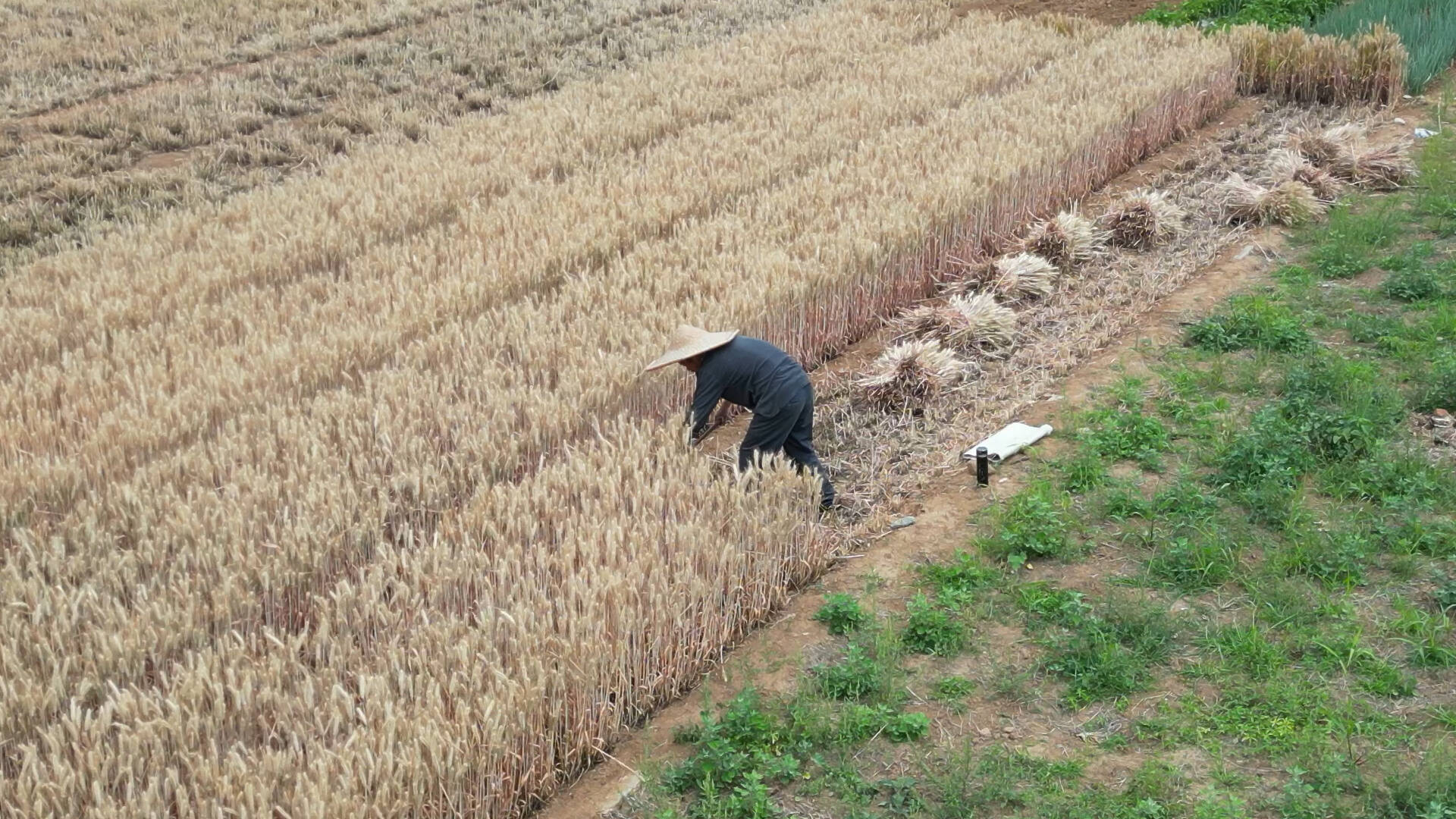 枣庄一山村沿用传统方式收割小麦 田间地头一派繁忙