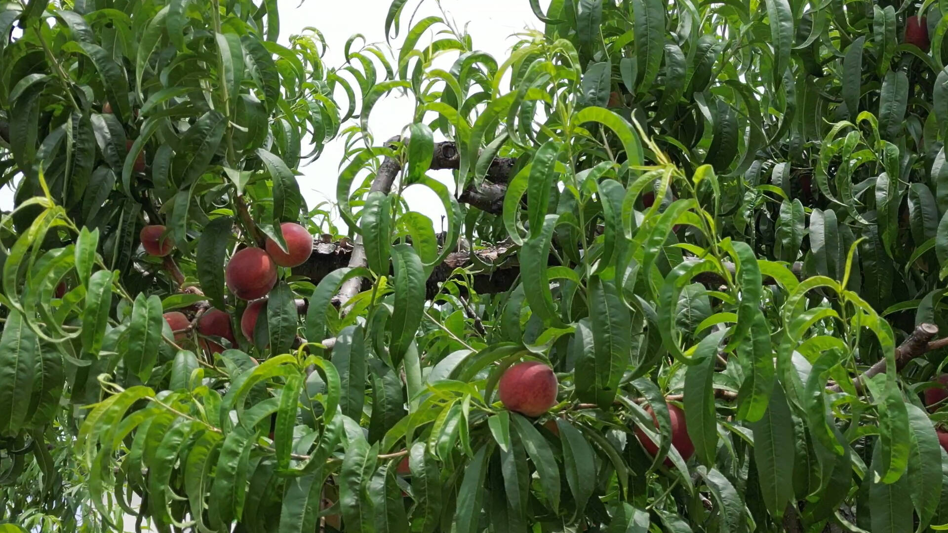 枣庄山亭四万余亩甜桃即将成熟上市，采摘持续到7月上旬