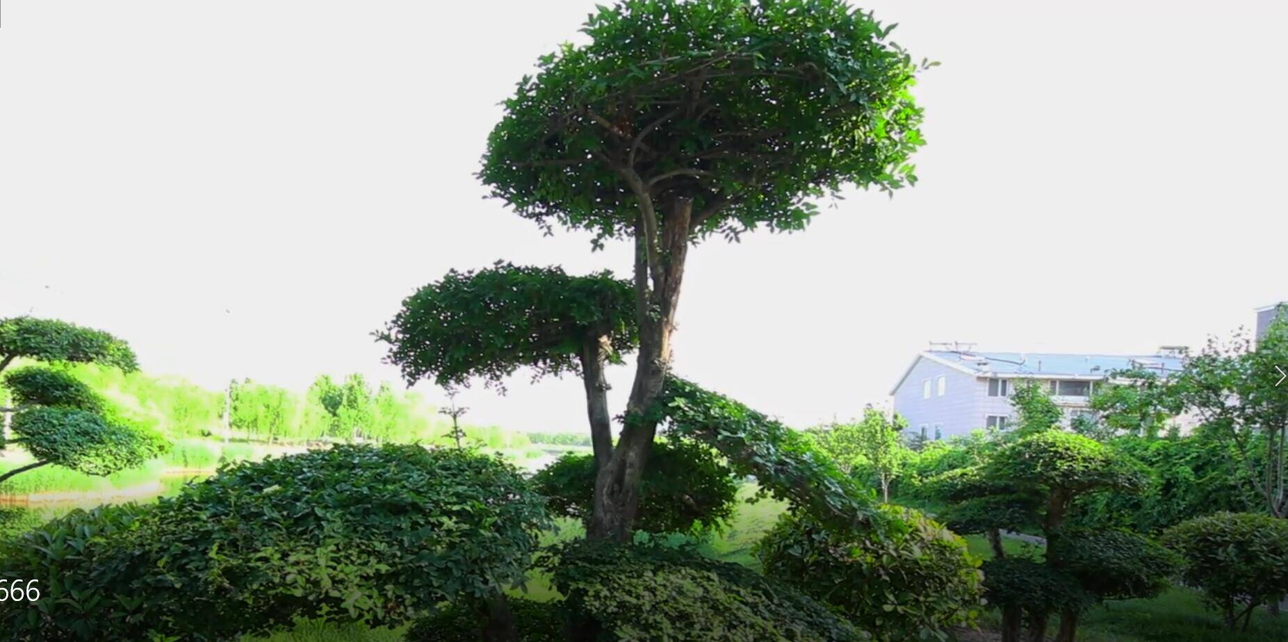 滨州：乡土树“偶遇”现代园林艺术 行道树升级为景观树