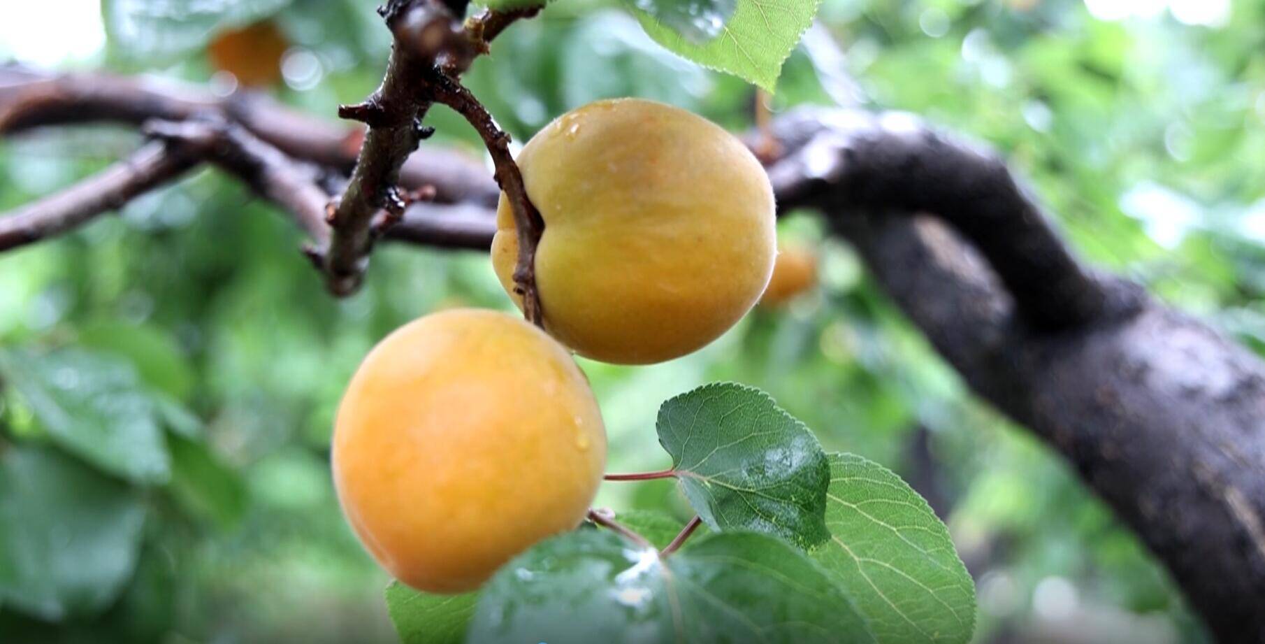 邹平：一年一度的水杏采摘节开幕 甘甜味美的水杏成熟上市
