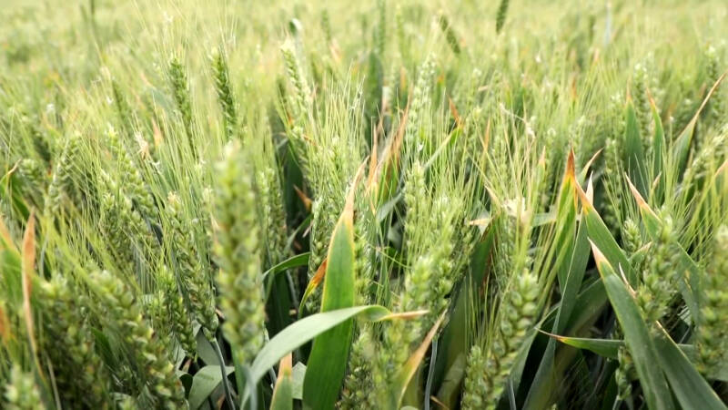 “摸底考”！德州：专家汇聚测产 120万亩“吨半粮”核心区小麦丰收在望