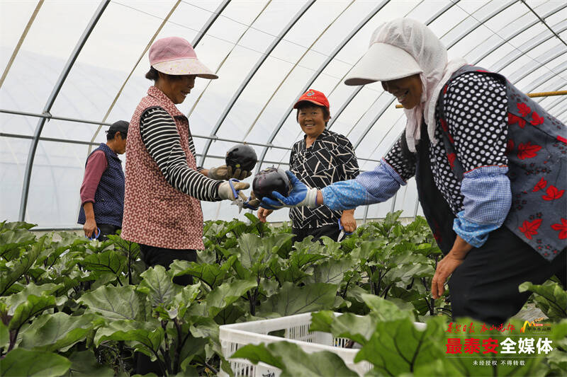 东平县：设施农业撑起农民“致富伞”