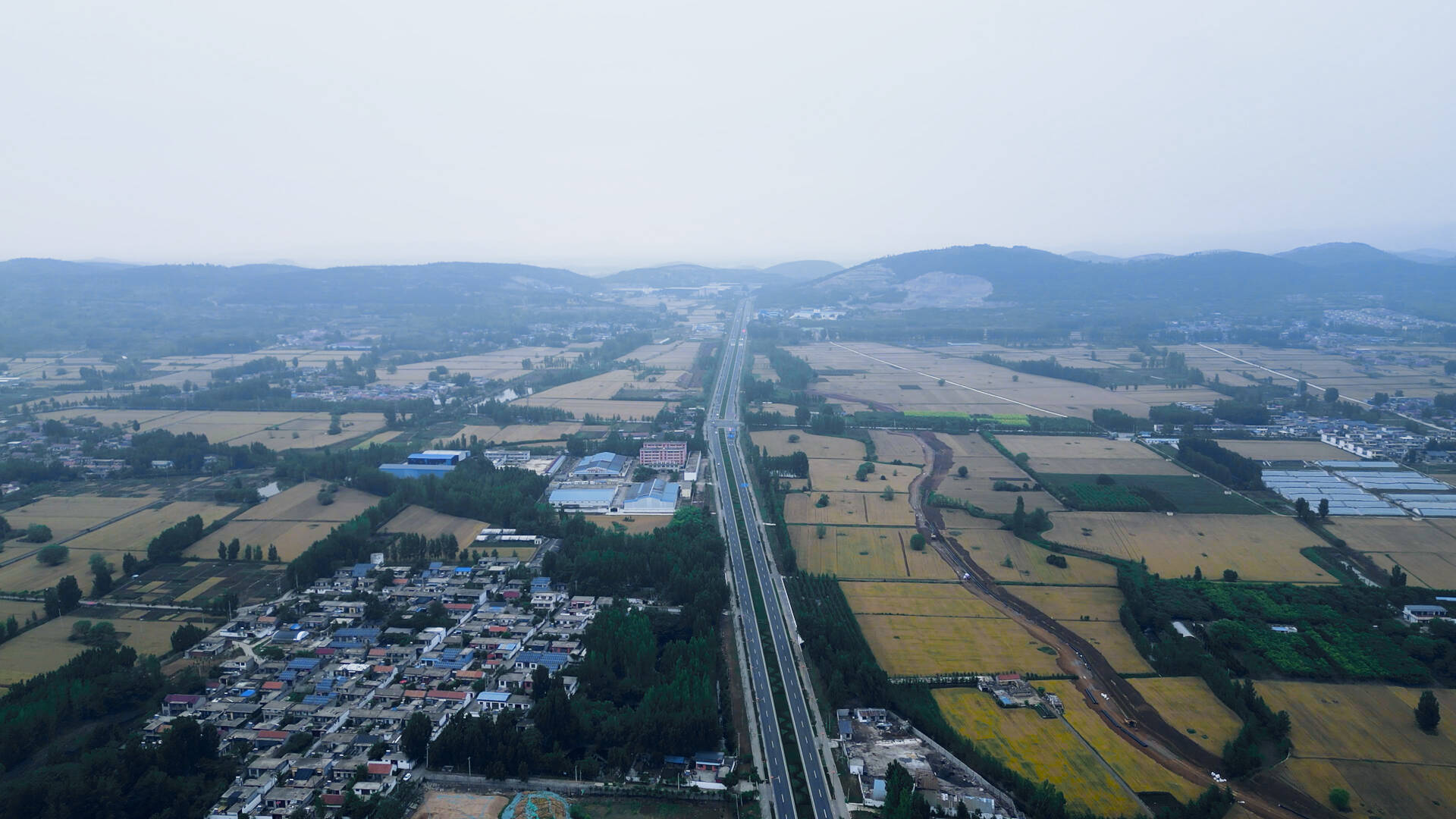 航拍枣庄薛城美丽乡村麦田 遍地金黄景色迷人