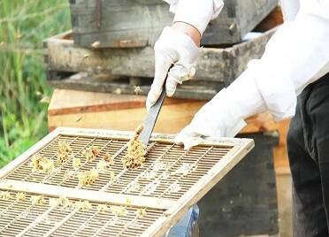 青年养蜂人的“甜蜜”事业