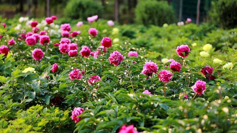 聊城高新区:牡丹芍药开“新颜” 繁花