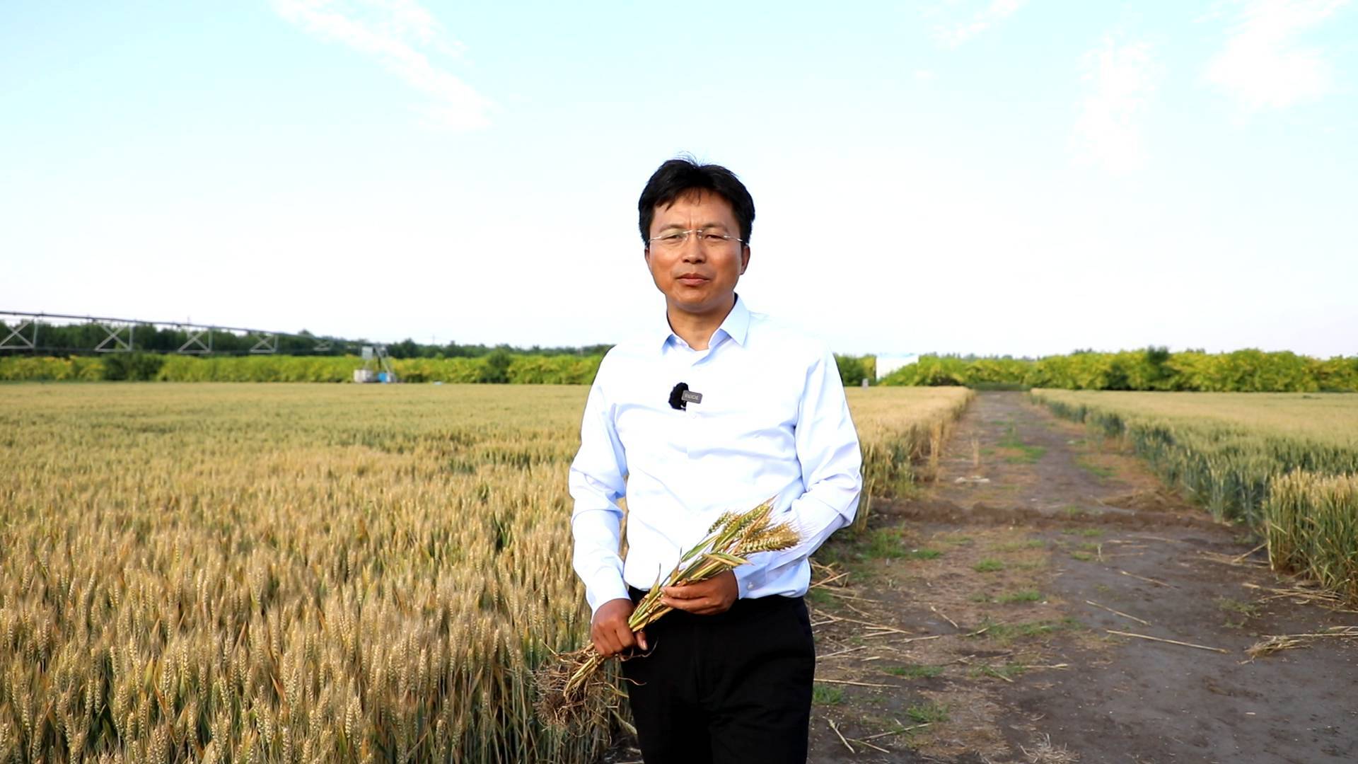 我是民营企业家｜朱俊科：几百亩地里选一棵 刷新全国冬小麦最高产纪录