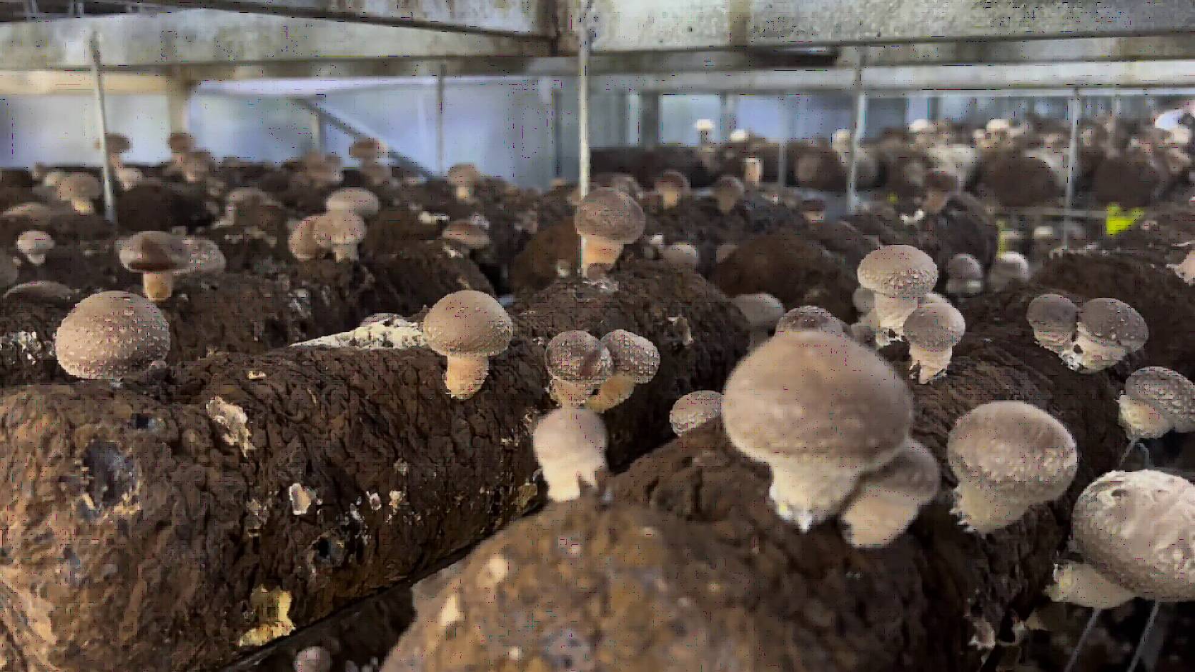 山东人种香菇是认真的！年产2000万棒的香菇菌棒智慧工厂就在淄博