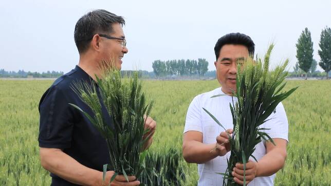 藏粮于技！潍坊市坊子区18.42万亩小麦丰收在望