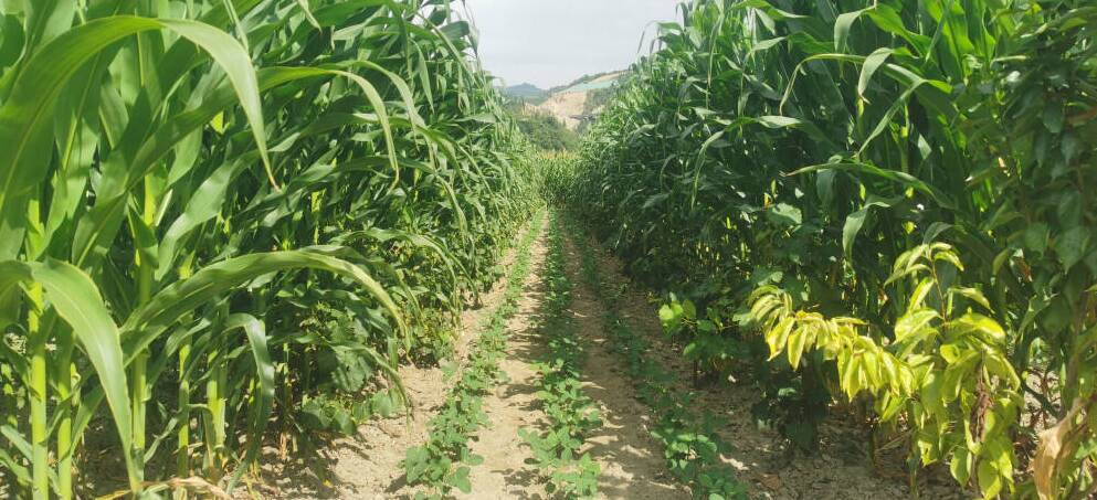 垦利区推广大豆玉米带状复合种植 助力农民增产增收
