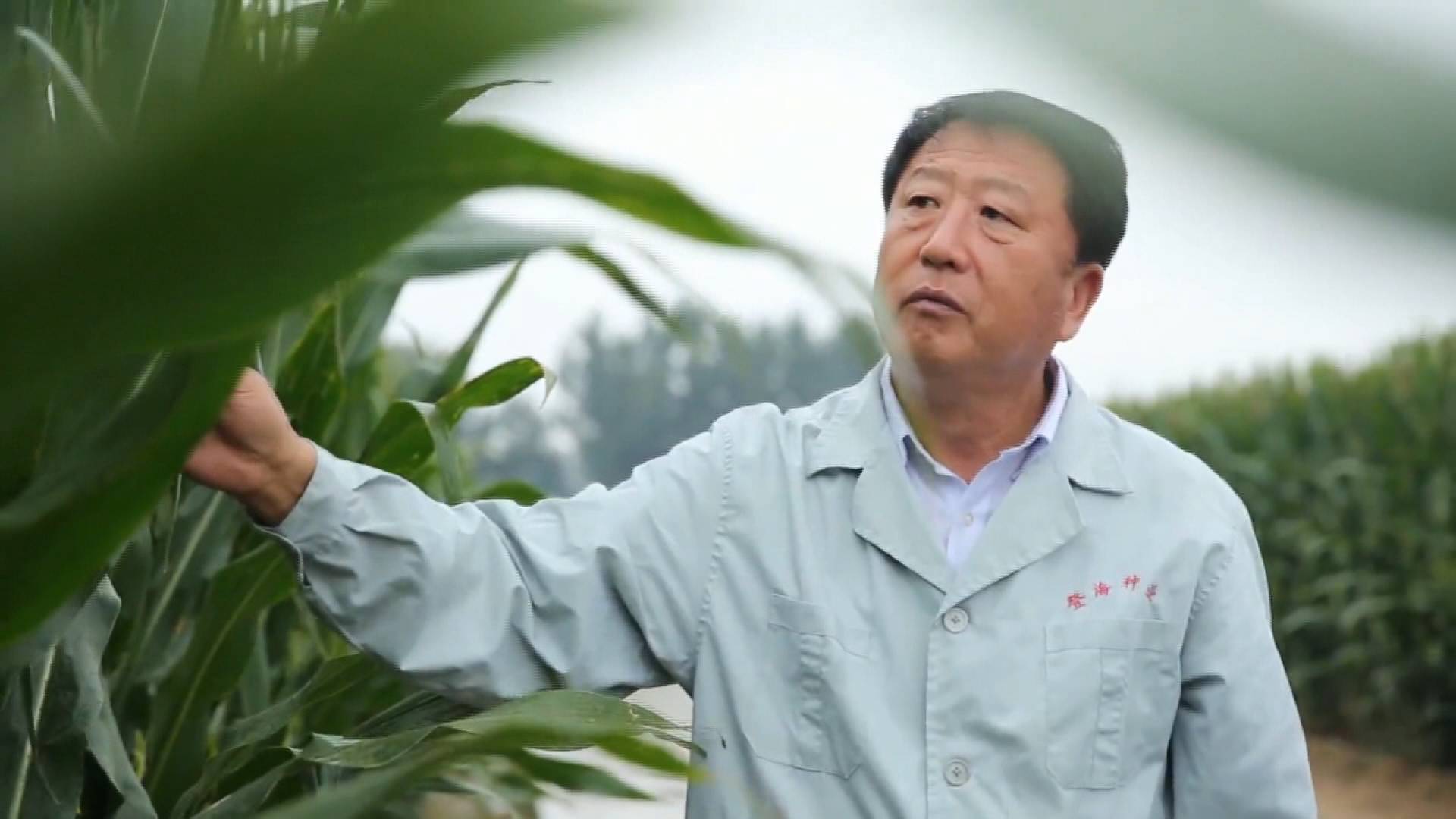 我是民营企业家丨李登海：种质创新引领中国玉米高产 74岁仍奋战科研第一线