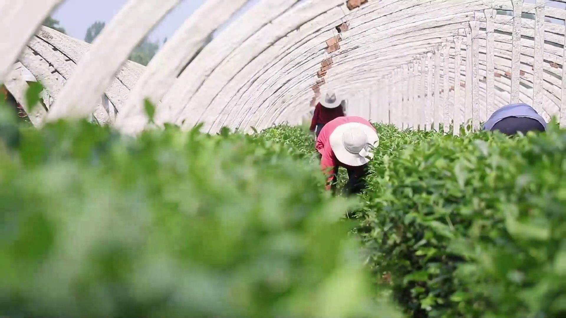 泰安天平街道大陡山村：以茶赋能 助力乡村振兴
