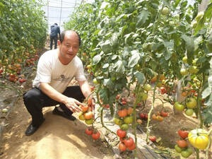 淄博农业造“芯”记丨“西红柿育种，我们走在了前头”