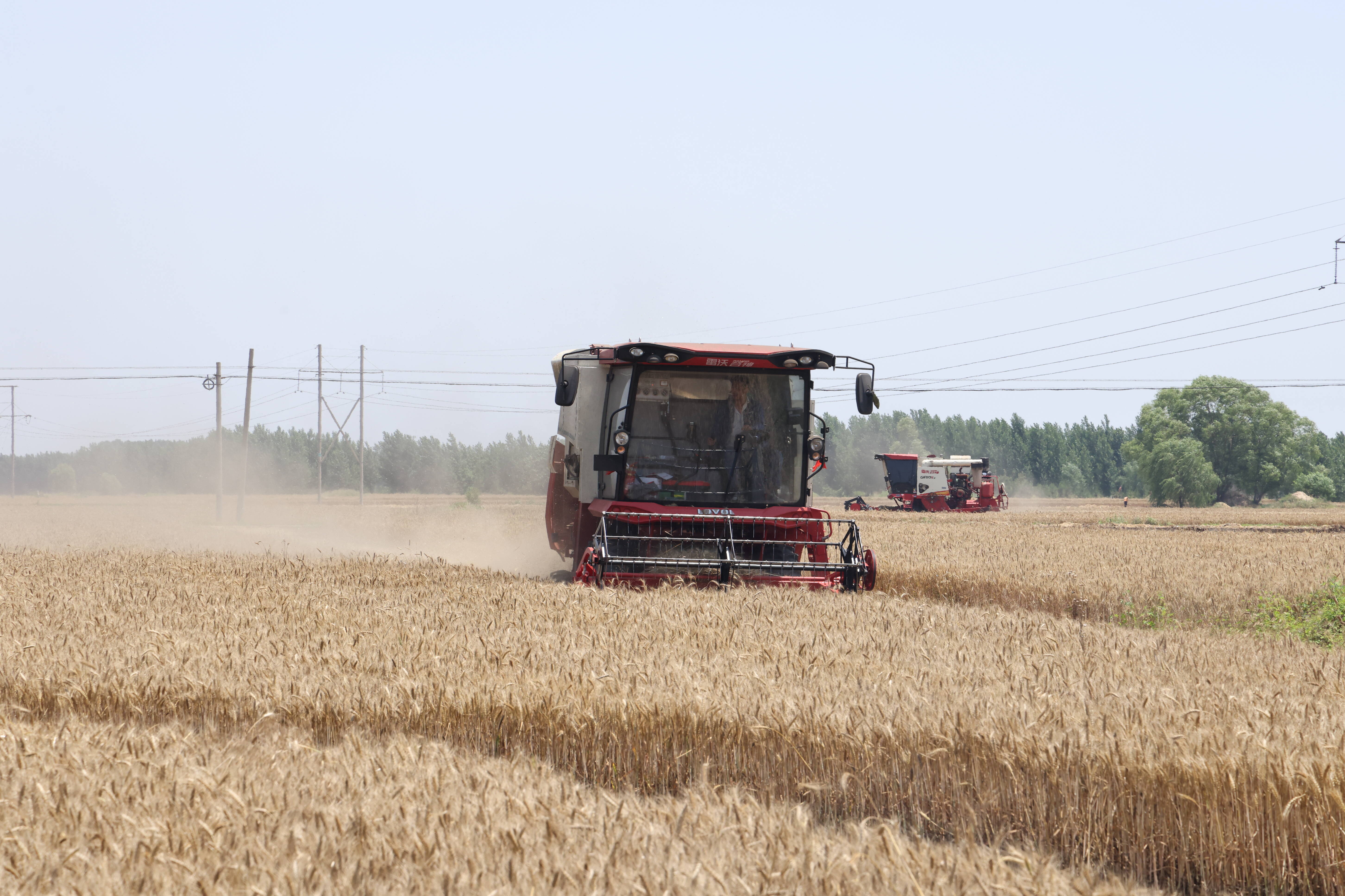 小麦开镰收割忙枣庄市中税郭镇农民喜迎丰收季
