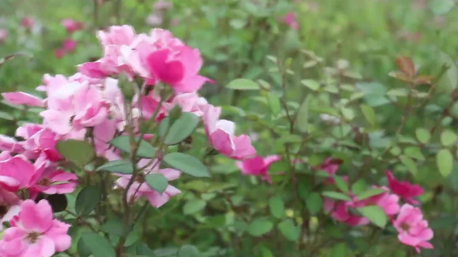 朵朵小花成簇绽放 枣庄市古龙河畔微型月季飘香