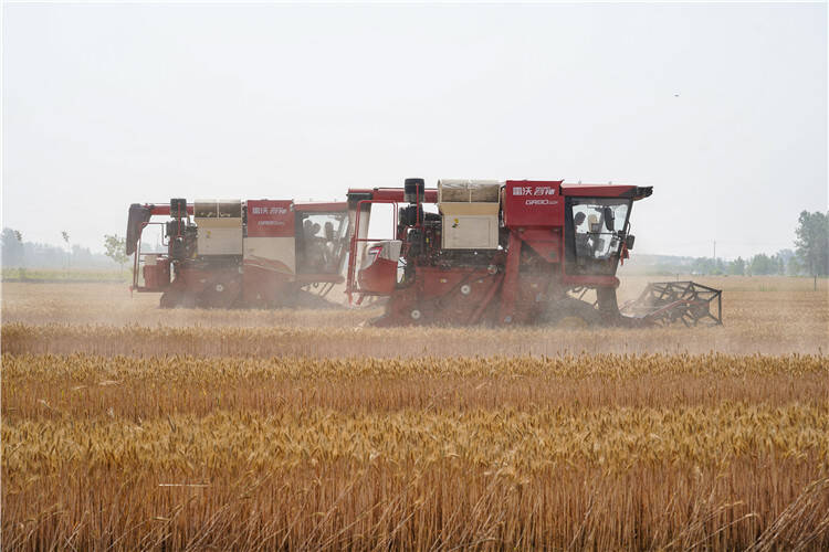 麦田“过招”比减损 潍柴雷沃科技“三夏”生产里的粮食安全“加减法”