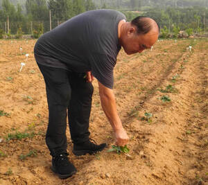 淄博农业造“芯”记丨“我们把蓖麻种子卖到了国外”
