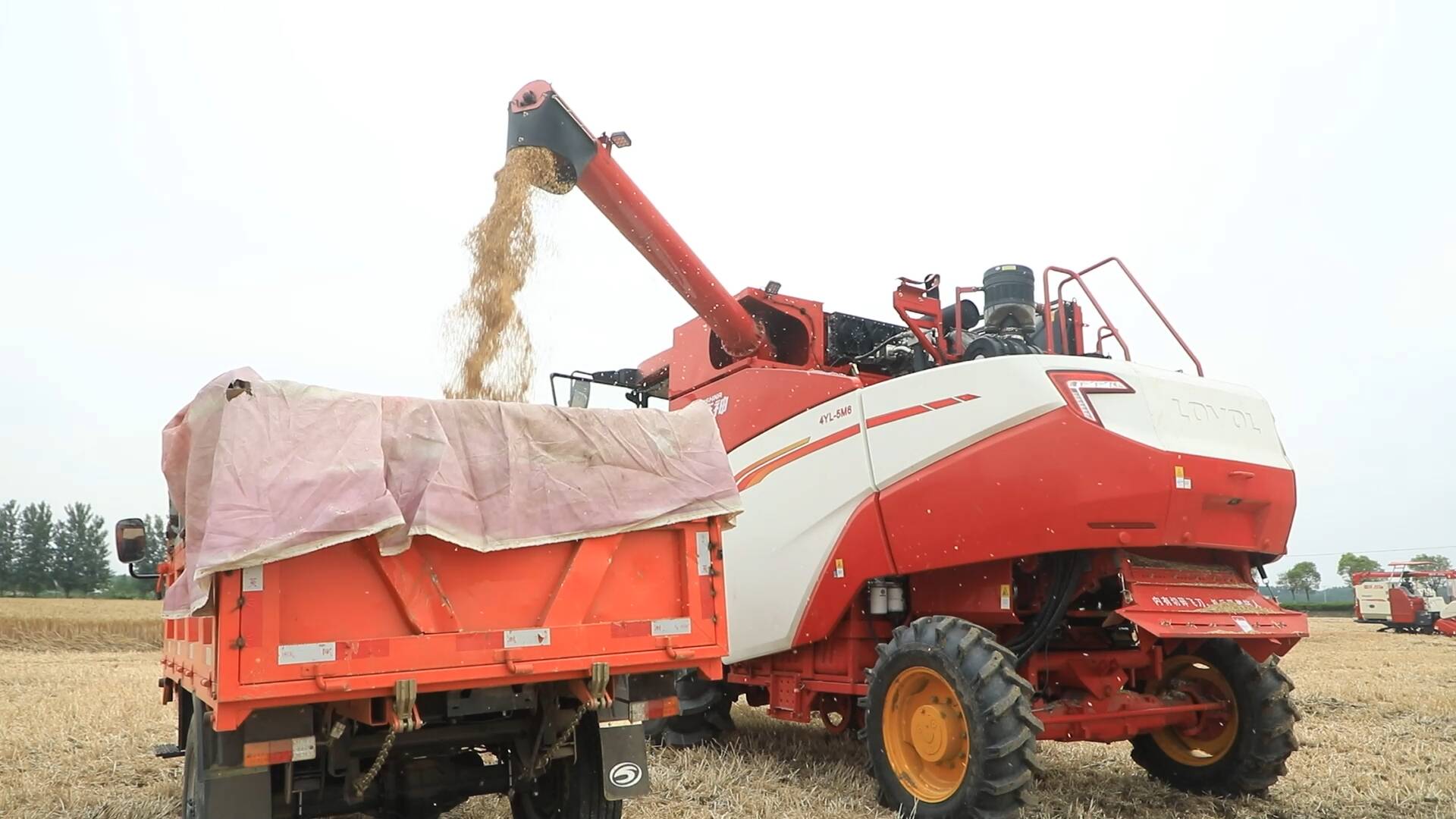 智慧农机唱主角 山东小麦集中收获装备升级 带动夏粮减损