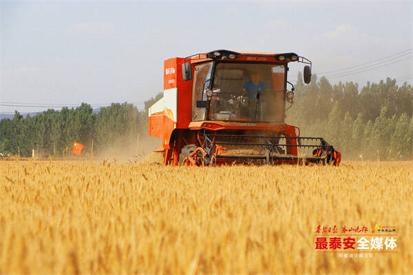 芒种时节泰安267万亩小麦喜开镰